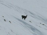 Dai Piani dell'Avaro al Triomen con la prima neve (2 novembre 08)   - FOTOGALLERY